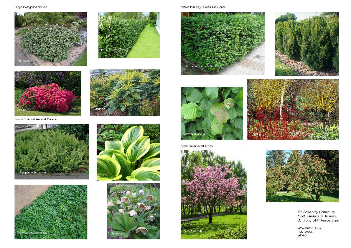 Cotuit Hall Plant Images Landscape & Environmental Assessment