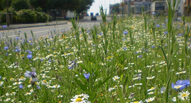The Benefits of Investing in Landscape wildflower superhighway