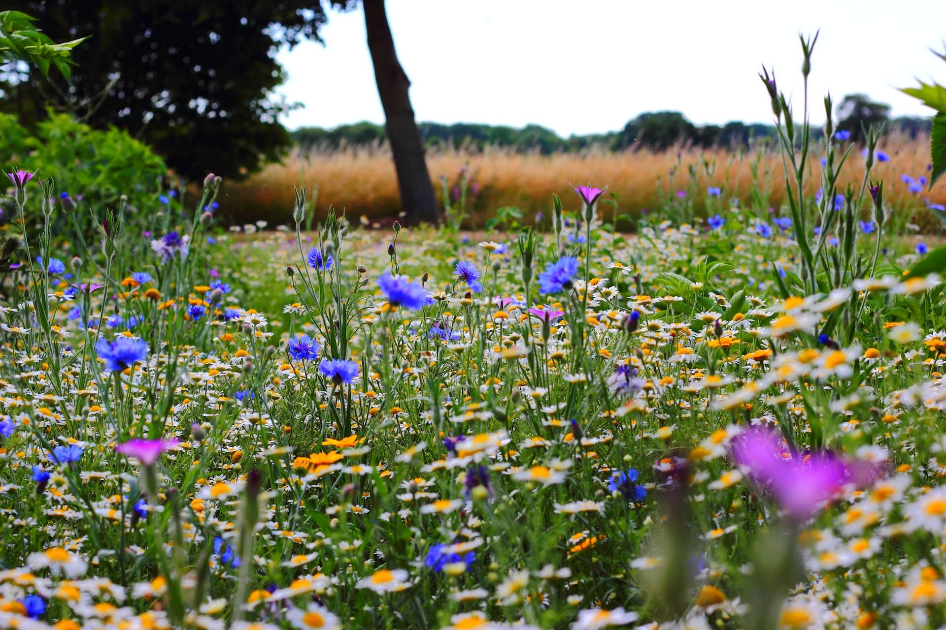 Emerging Landscape Trends For 2023 Featured